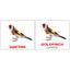 Набір карток Вундеркінд з пелюшок Птахи/Birds, укр.-англ. мова, 40 шт. - мініатюра 2