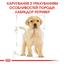 Сухой корм для щенков породы Лабрадор Ретривер Royal Canin Labrador Retriever Puppy, 12 кг (24911201) - миниатюра 2