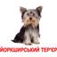 Набір карток Вундеркінд з пелюшок Породи собак, ламінований, 20 карток, укр. мова - мініатюра 3