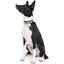 Нашийник для собак Waudog Design Рік та Морті 1, шкіряний, з QR паспортом, XS, 21-29х1, 2 см, чорний - мініатюра 4