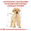Сухий корм для цуценят породи Лабрадор Ретрівер Royal Canin Labrador Retriever Puppy, 12 кг (24911201) - мініатюра 2