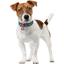 Ошейник для собак Waudog Nylon Патрон, c QR паспортом, металлическая пряжка-фастек L, 31-49х2,5 см - миниатюра 4
