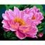 Картина по номерам ZiBi Art Line Розовые пионы 40х50 см (ZB.64158) - миниатюра 1