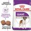 Сухий корм для дорослих собак великих розмірів Royal Canin Giant Adult, 4 кг (3009040) - мініатюра 4