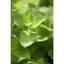 Чай трав'яний Sonnentor Applemint органічний 50 г - мініатюра 4