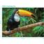 Пазл DoDo Птах Тукан, Бразилія, 500 елементів (300400) - мініатюра 2