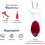 Вино игристое Decordi Fragolino Rosso, красное, полусладкое, 7,5%, 0,75 л - миниатюра 2