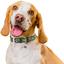 Нашийник для собак Waudog Design Калина, шкіряний, з QR паспортом, XL, 46-60х3, 5 см, білий - мініатюра 4