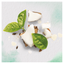 Шампунь Herbal Essences Кокосове молоко, 400 мл - мініатюра 2