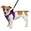 Шлея для собак Bronzedog Sport Vest XXXS 13х11х3 см фиолетовая - миниатюра 2