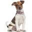 Нашийник для собак BronzeDog Barksi Classic Море шкіряний одинарний зі срібним тисненням 33-43х2 см рожевий - мініатюра 6