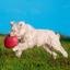 Іграшка для собак Trixie Літаюча тарілка, 18 см, в асортименті (33501) - мініатюра 5
