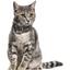 Ошейник для кошек BronzeDog Barksi Classic Море кожаный одинарный с серебряным тиснением 2XS 18-25х1 см черный - миниатюра 4