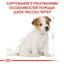 Сухой корм для щенков породы Джек Рассел Терьер Royal Canin Jack Russell Puppy, 0,5 кг (21010051) - миниатюра 2