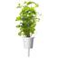 Сменный картридж Click & Grow Smart Garden Мята, 3 капсулы (7397) - миниатюра 1