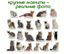 Магнитный набор Magdum Magnetic set Breeds of cats Породы кошек (ML4031-13 EN) - миниатюра 4