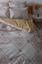 Комплект постельного белья ТЕП Happy Sleep Glorius семейный кремовый с белым (2-03797_26065) - миниатюра 4
