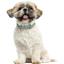Ошейник для собак BronzeDog Barksi Classic Волна кожаный одинарный с серебряным тиснением 33-43х2 см бирюзовый - миниатюра 6