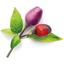 Сменный картридж Click & Grow Smart Garden Перец Чили фиолетовый, 3 капсулы (8745) - миниатюра 2