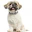 Ошейник для собак BronzeDog Barksi Classic Волна кожаный одинарный с серебряным тиснением 28-36х1.7 см черный - миниатюра 4