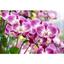 Рідке добриво для орхідей Compo, 500 мл (4089) - мініатюра 4