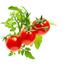 Сменный картридж Click & Grow Smart Garden Мини-томаты, 3 капсулы (7304) - миниатюра 2