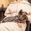 Жакет Pet Fashion Harry XS2 коричневый - миниатюра 4