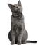 Нашийник для котів BronzeDog Barksi Classic Хвиля шкіряний одинарний з срібним тисненням 2XS 18-25х1 см чорний - мініатюра 4