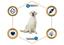 Сухий корм для собак породи лабрадор/ретривер Advance Dog Labrador Retriever, з куркою, 12 кг - мініатюра 6