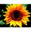 Картина по номерам ZiBi Art Line Цветок солнца 40х50 см (ZB.64145) - миниатюра 1