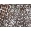 Ковер универсальный Izzihome Siesta 1788, 160х230 см бежевый/коричневый (201SA17883639) - миниатюра 5