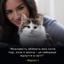 Сухой корм для котят для уменьшения аллергенов на шерсти Purina Pro Plan LiveClear Kitten, с индейкой, 1,4 кг (12466185) - миниатюра 12