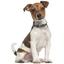 Ошейник для собак BronzeDog Barksi Classic Море кожаный одинарный с серебряным тиснением 23-30х1.2 см черный - миниатюра 6