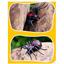 Робот Best Fun Toys Павук Чорна вдова на інфрачервоному управлінні (EPT371644) - мініатюра 4