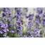 Чай травяной Sonnentor Lavender Flowers органический 70 г - миниатюра 4