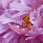 Картина по номерам Santi Розовая феерия, 40х40 см (954430) - миниатюра 1