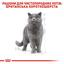 Влажный корм для взрослых кошек породы британская короткошерстная Royal Canin British Shorthair Adult, кусочки в подливе, 85 г - миниатюра 2