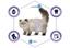 Сухой корм выведения шерсти у стерилизованных кошек Advance Cat Sterilized Hairball, с индейкой, 10 кг - миниатюра 5