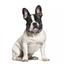 Ошейник для собак BronzeDog Barksi Classic Море кожаный одинарный с золотым тиснением 33-43х2 см фиолетовый - миниатюра 6