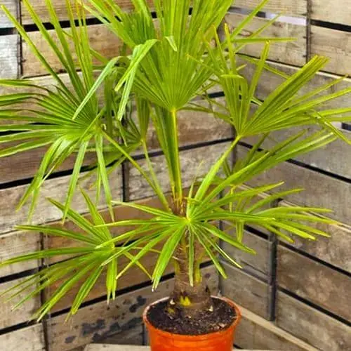 LMTD Трахикарпус Agro-Market Fortunei 20-40 см (187882) 1 саженец в упаковке (комнатный) Нидерланды - фото 1