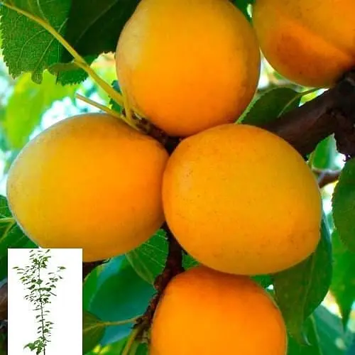 Абрикос "Ананасный" укорененный в контейнере (саженец 2 года) (153020) 1 саженец в упаковке - фото 1