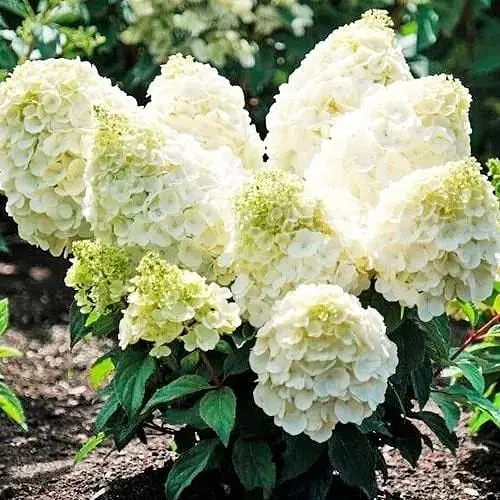 Гортензия 3-х летняя метельчатая "Magical Mont Blanc" (176642) 1 саженец - фото 1