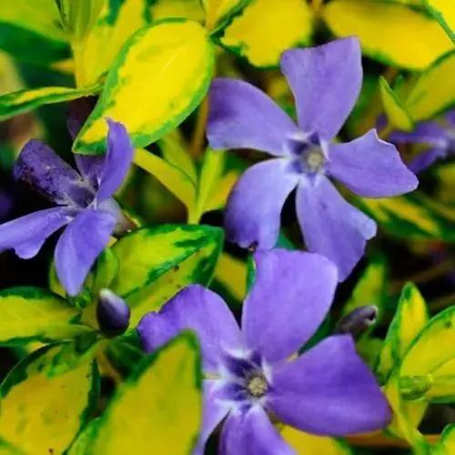 Барвинок малый "Illumination" вазон С3 (187477) 1 саженец - фото 1