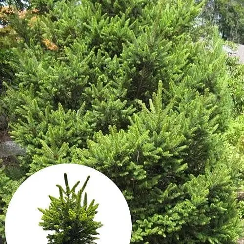 Ялина звичайна Agro-Market Will's Zwerg C4 висота 25-30 см 184156 1 саджанець в упаковці - фото 1