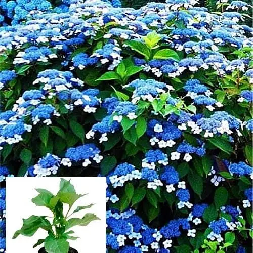 Гортензия пильчатая 3-х летняя "Bluebird" высота саженца 35-70см (63065) 1 саженец - фото 2