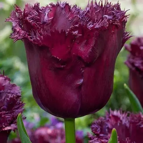 Тюльпан "Gorilla" (186255) 2 шт - фото 1