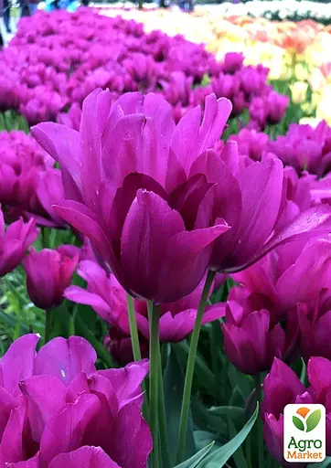 Тюльпан "Night Club" (багатоквітковий) (186166) 2 шт - фото 2