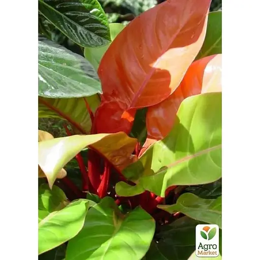 LMTD Филодендрон Agro-Market Sunlight 30-40 см (182693) 1 саженец в упаковке комнатный - фото 4