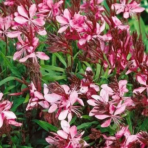 Гаура lindheimeri "Cherry Brandy" (вазон С2 ефектний багаторічник) (189494) 1 саженец - фото 1