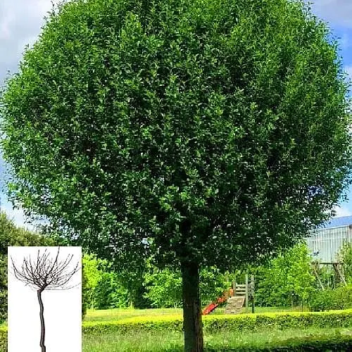 Вишня Куляста на штамбі (висота 1,5-1,8м) (168104) 1 саджанець в упаковці - фото 1